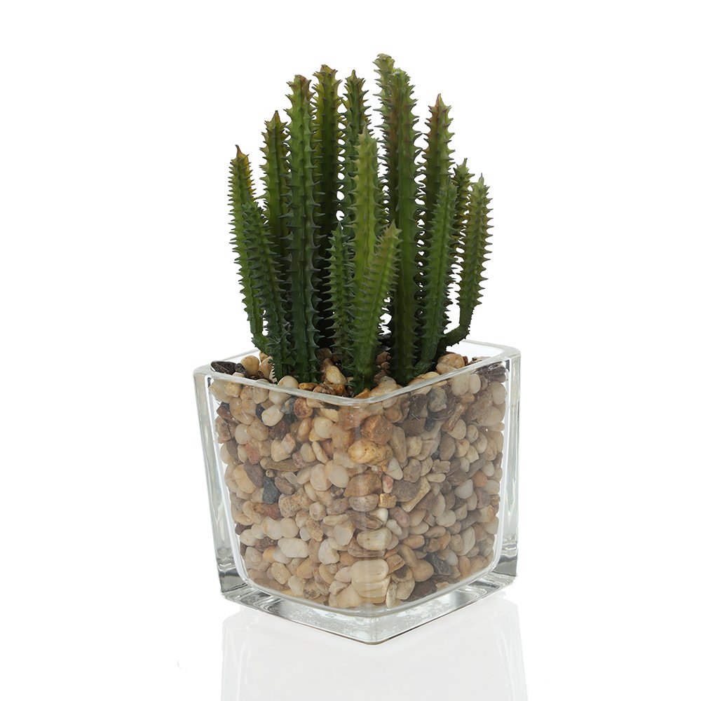 نبات صبار بوعاء زجاجي، أخضر - 18 سم