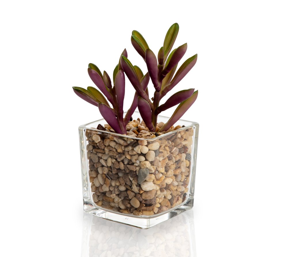Succulent with Glass Pot – 17 cms