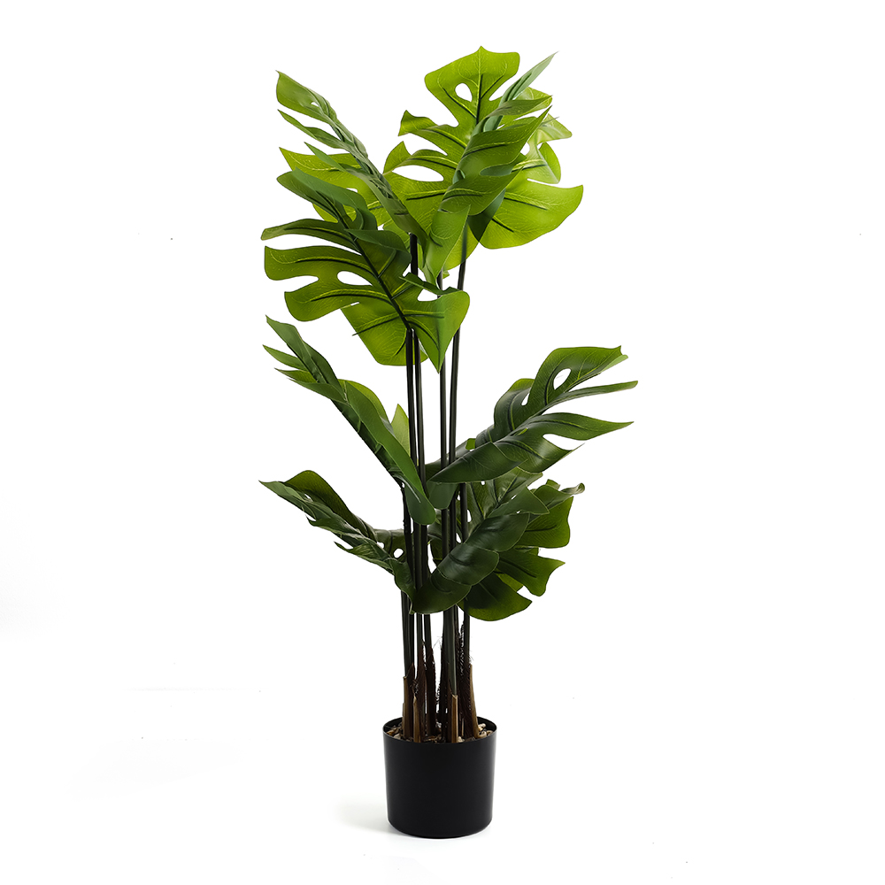 نبات مونستيرا بأصيص حجري، أخضر وأسود - 68x96 سم